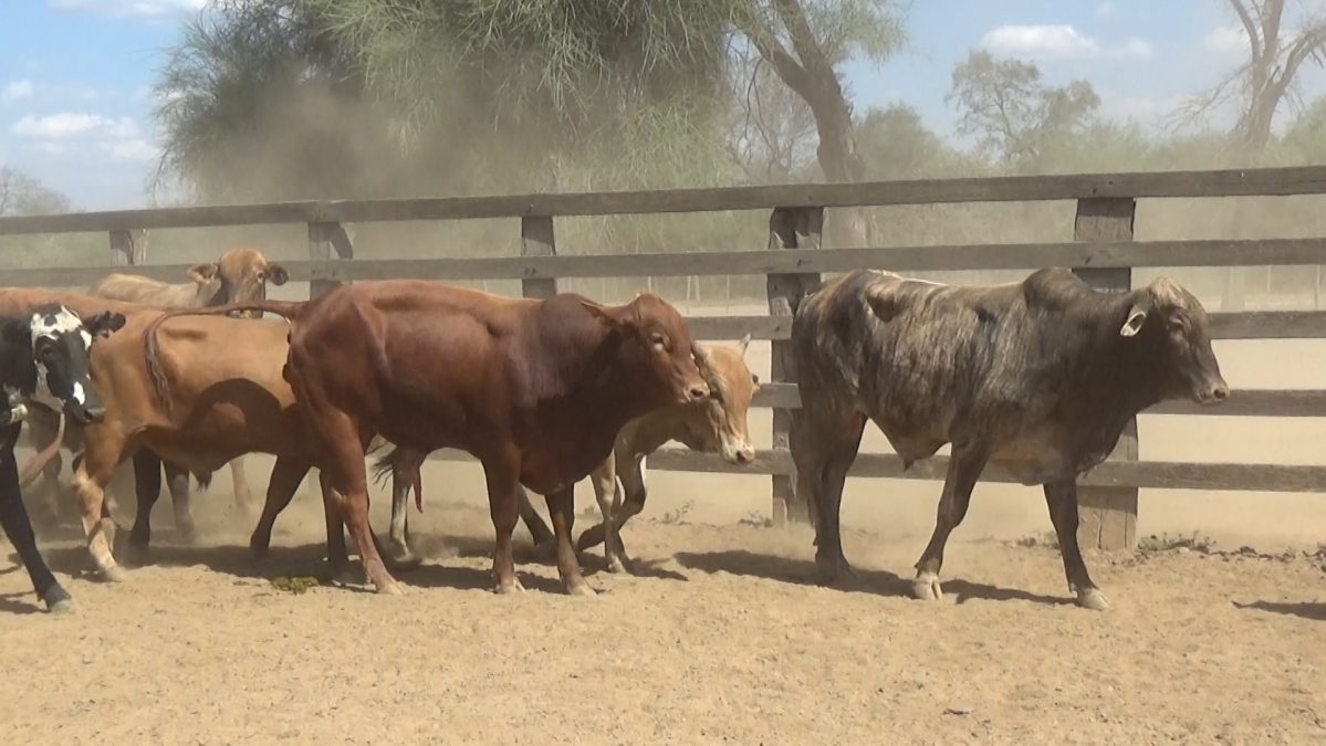 Feria Especial Regional Central Chaco ─ lote 14.1