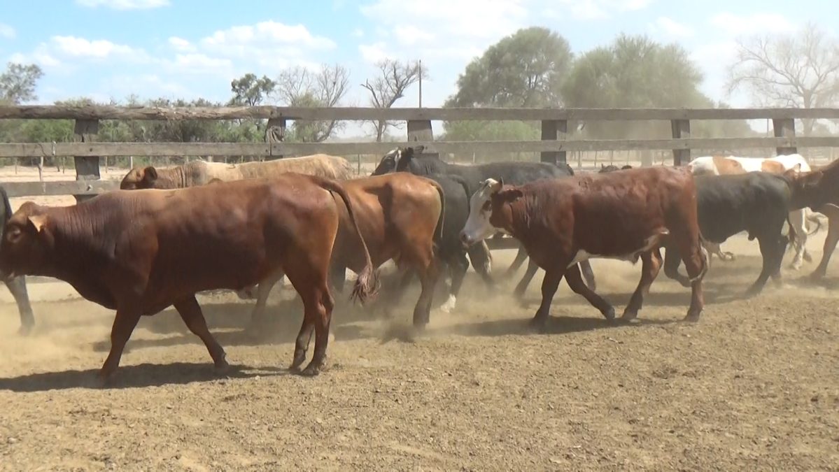 Feria Especial Regional Central Chaco ─ lote Lote 14 – N° insp. 5832