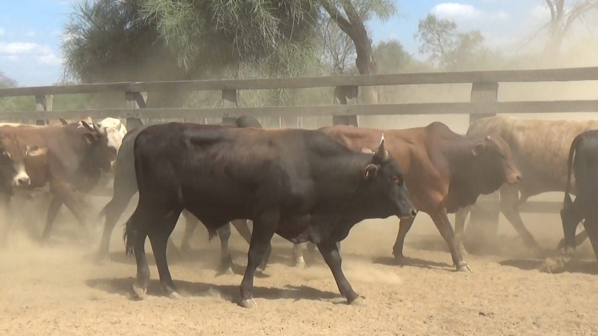 Feria Especial Regional Central Chaco ─ lote 14.3