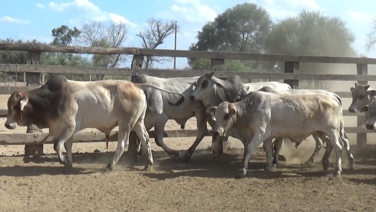 Feria Especial Regional Central Chaco ─ lote 15.1