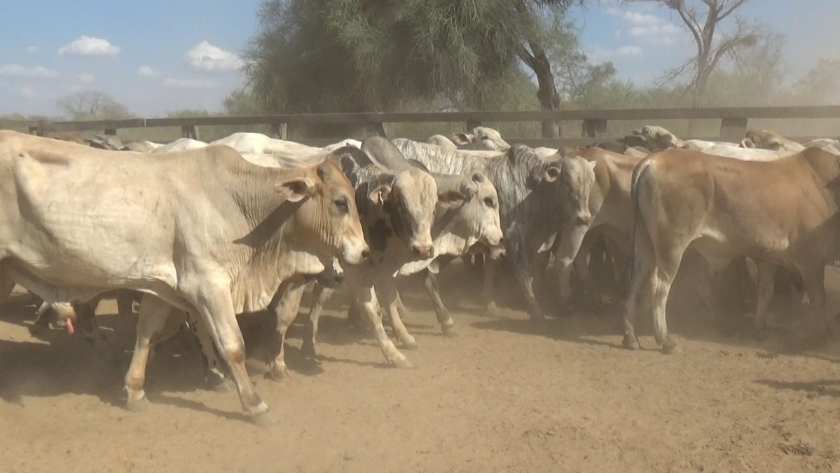 Feria Especial Regional Central Chaco ─ lote 15.2