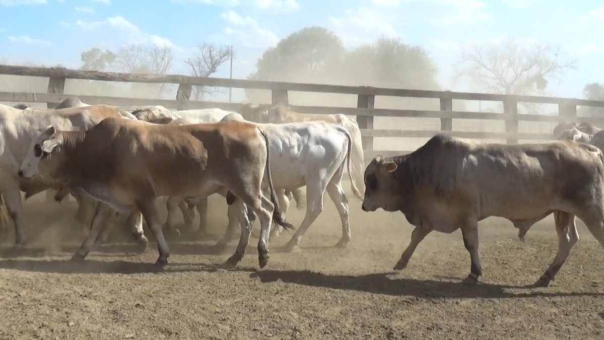 Feria Especial Regional Central Chaco ─ lote Lote 15 – N° insp. 5834