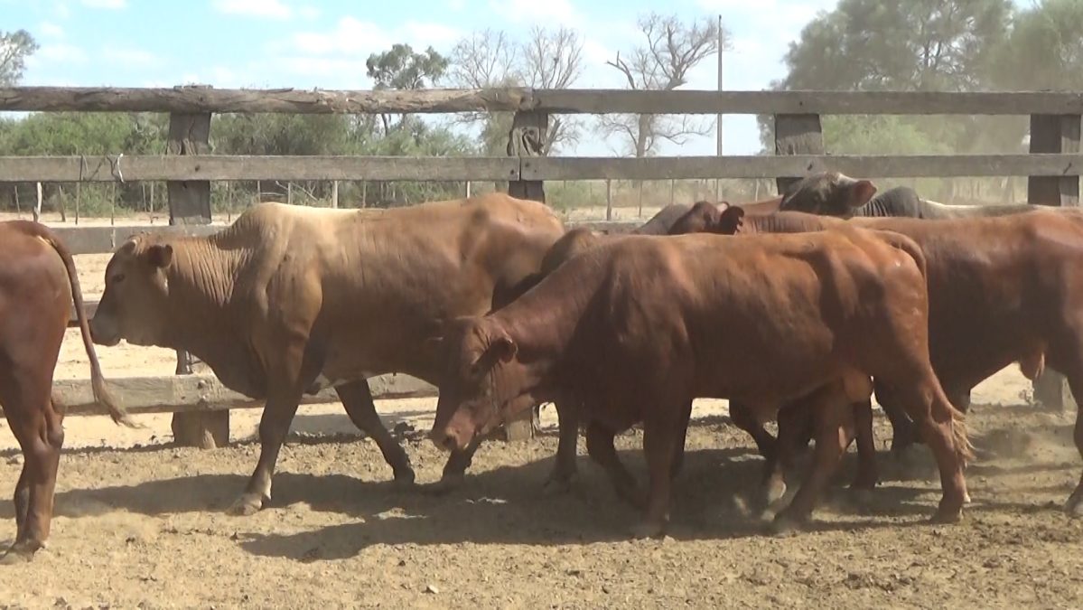 Feria Especial Regional Central Chaco ─ lote Lote 16 – N° insp. 5833