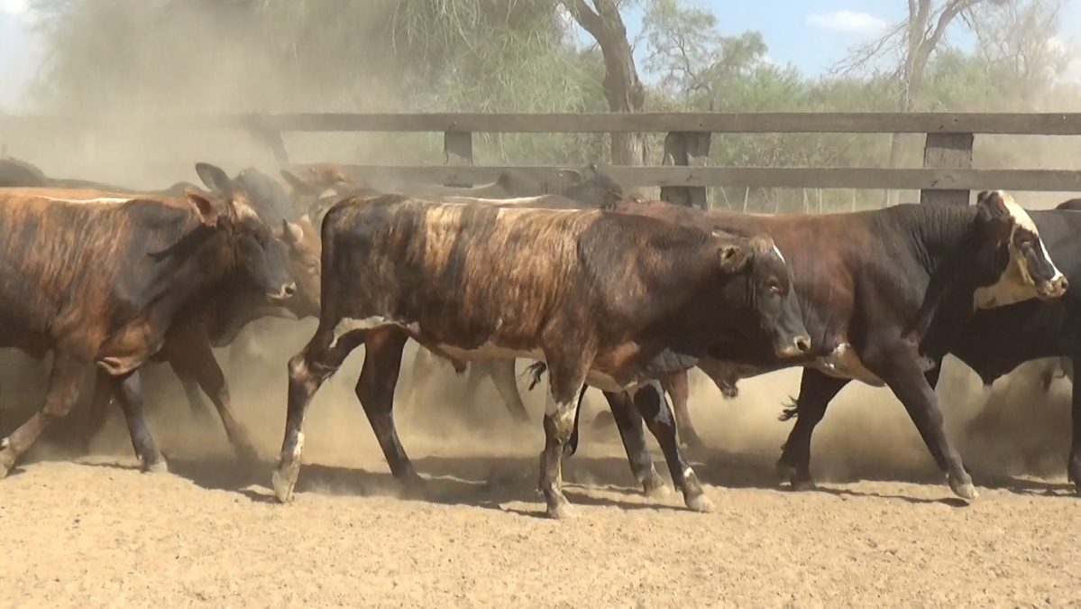 Feria Especial Regional Central Chaco ─ lote 16.2