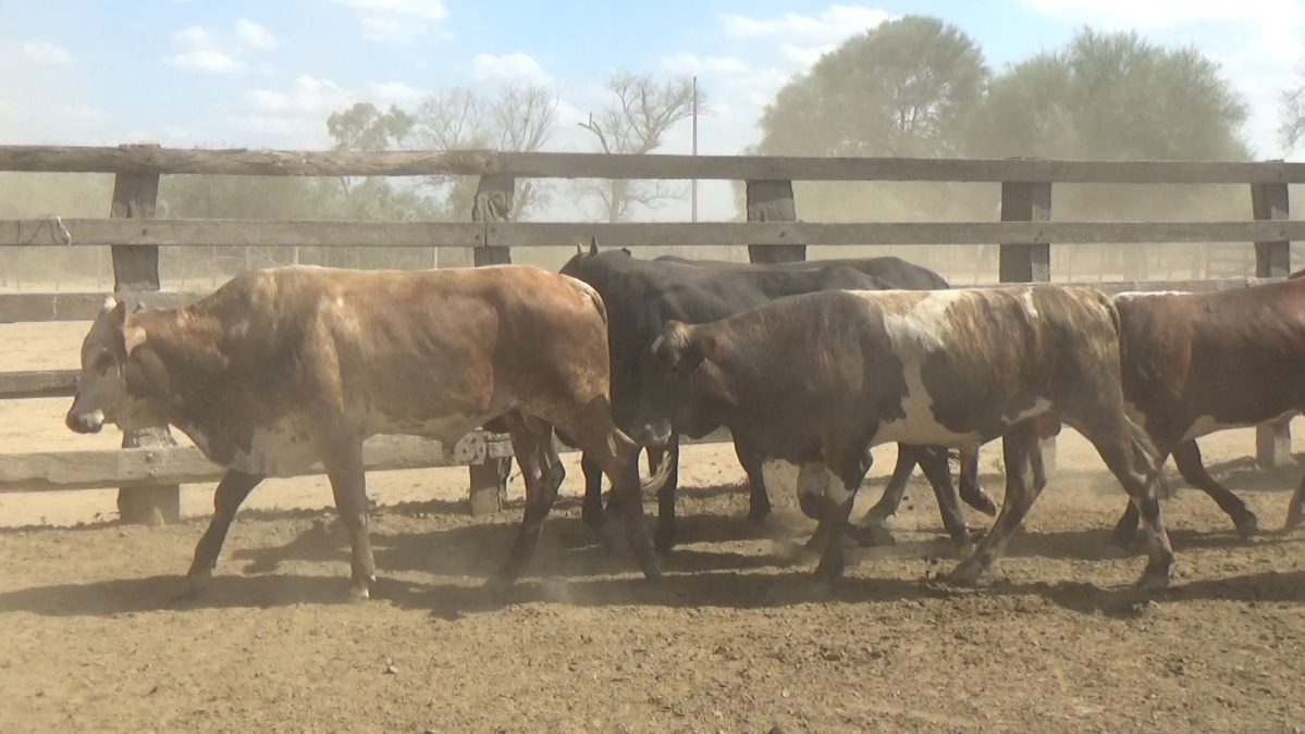 Feria Especial Regional Central Chaco ─ lote 16.3