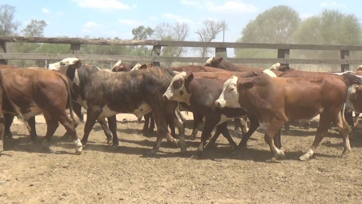 Feria Especial Regional Central Chaco ─ lote 17.1