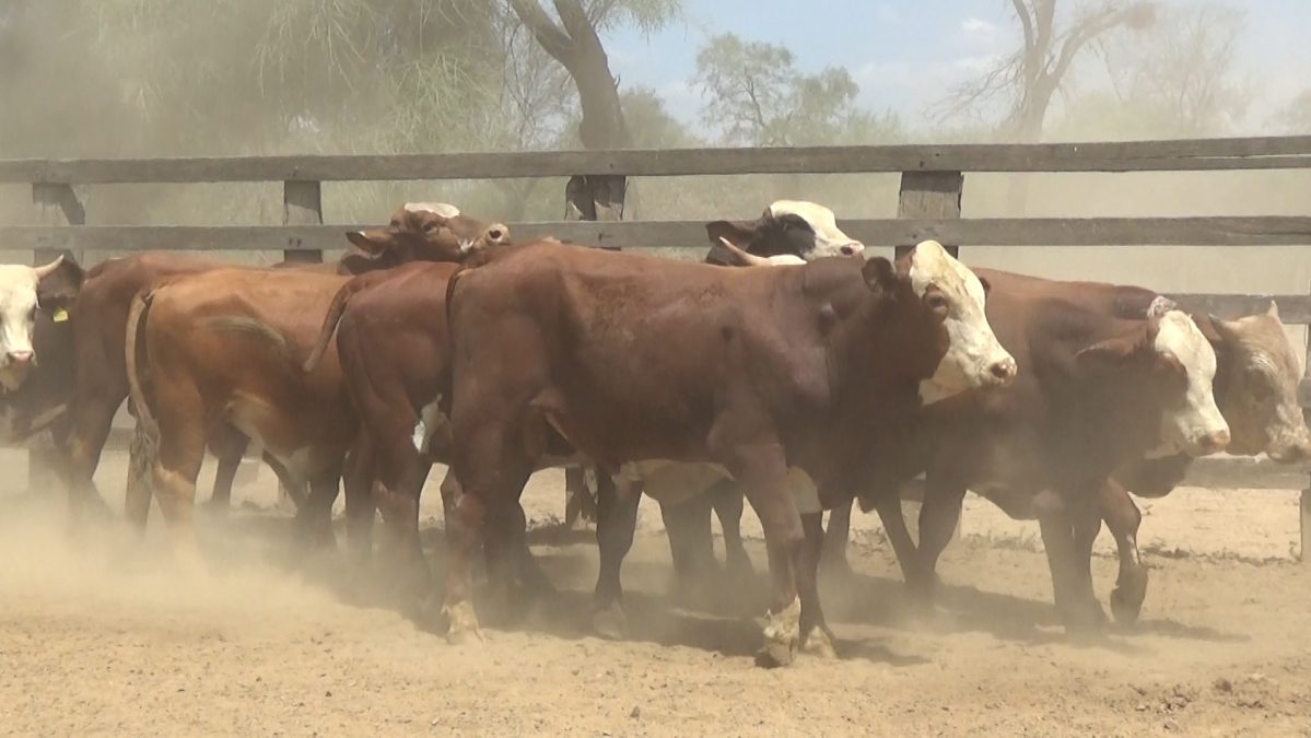Feria Especial Regional Central Chaco ─ lote 17.2