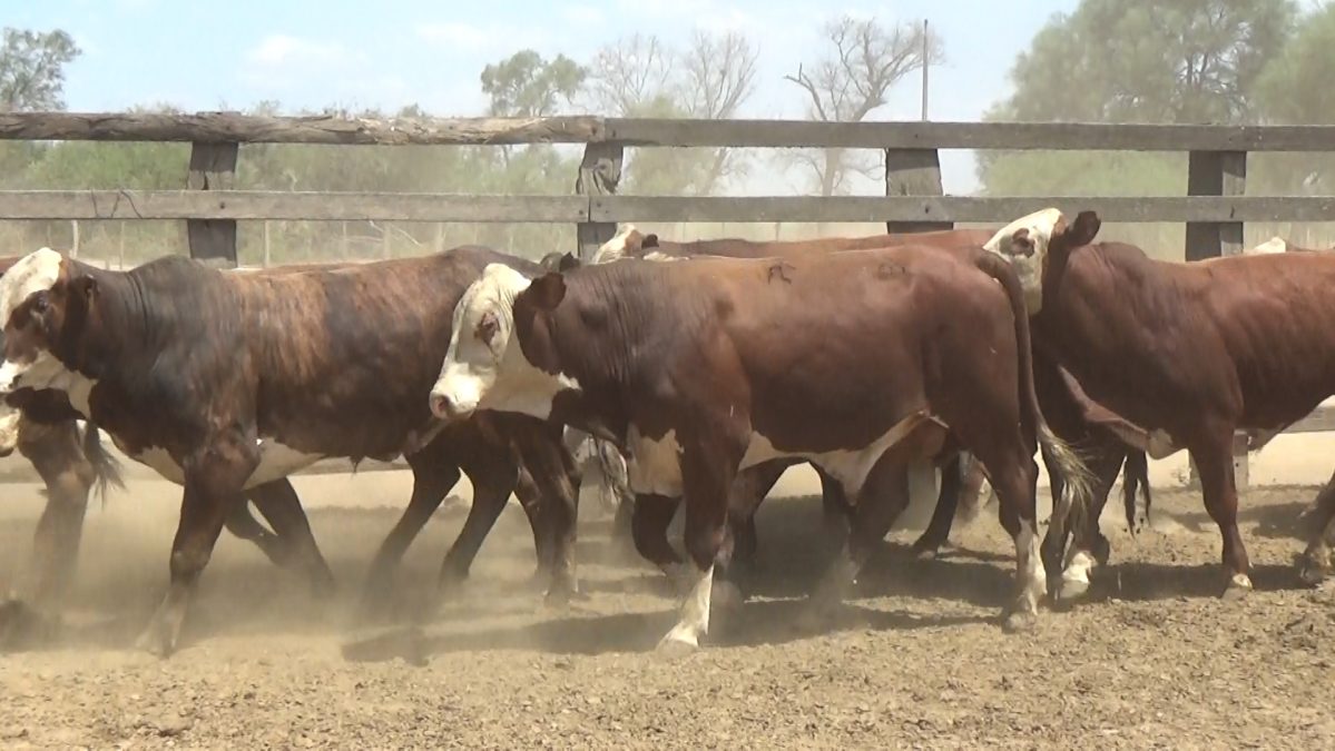 Feria Especial Regional Central Chaco ─ lote Lote 17 – N° insp. 5830
