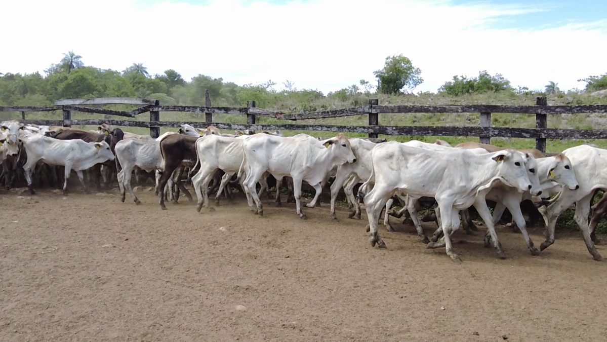 Feria Especial CEA ─ lote 01.1