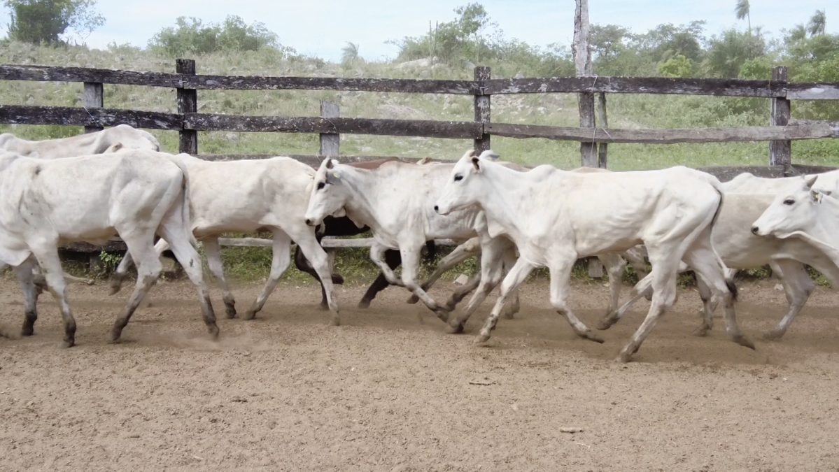 Feria Especial CEA ─ lote 01.2