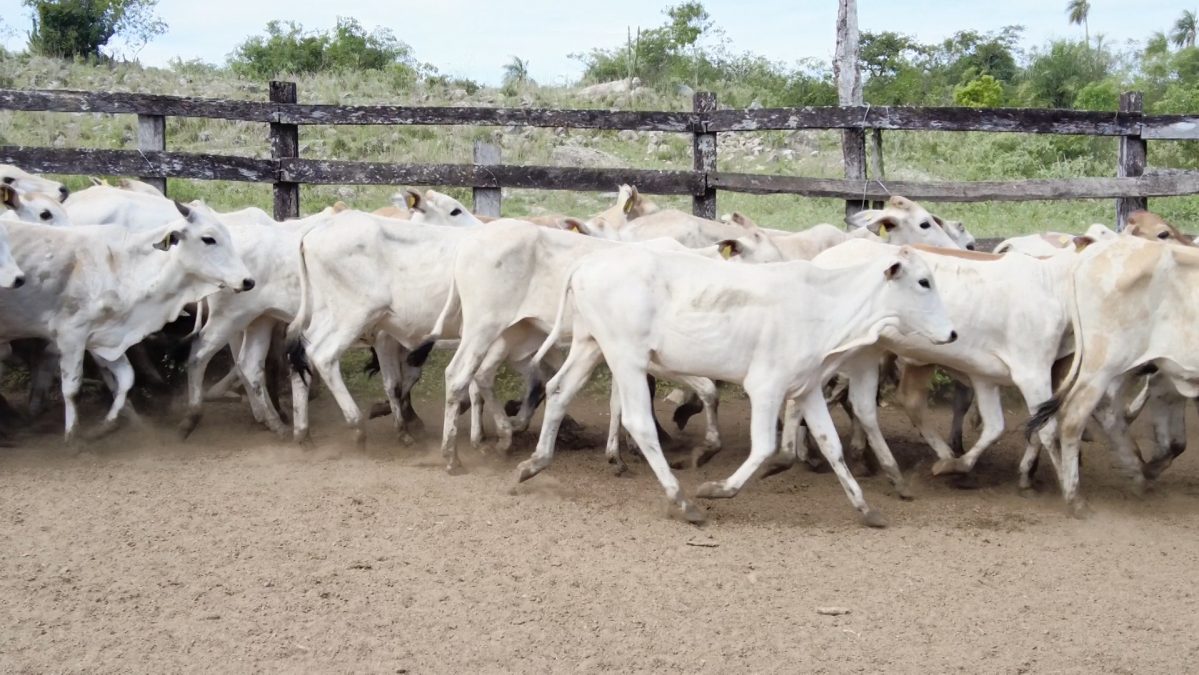 Feria Especial CEA ─ lote Lote 1 – N° insp. 6005