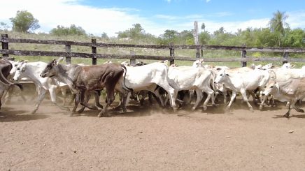 Lote 2 – N° insp. 6004