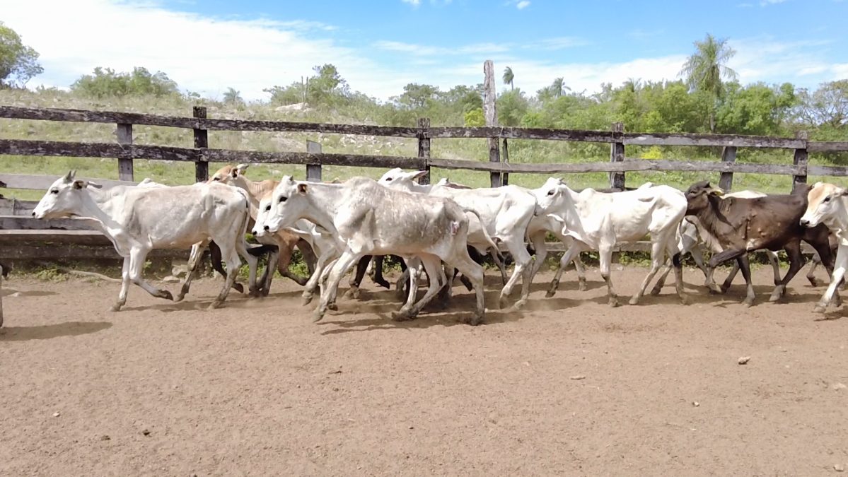 Feria Especial CEA ─ lote 02.2