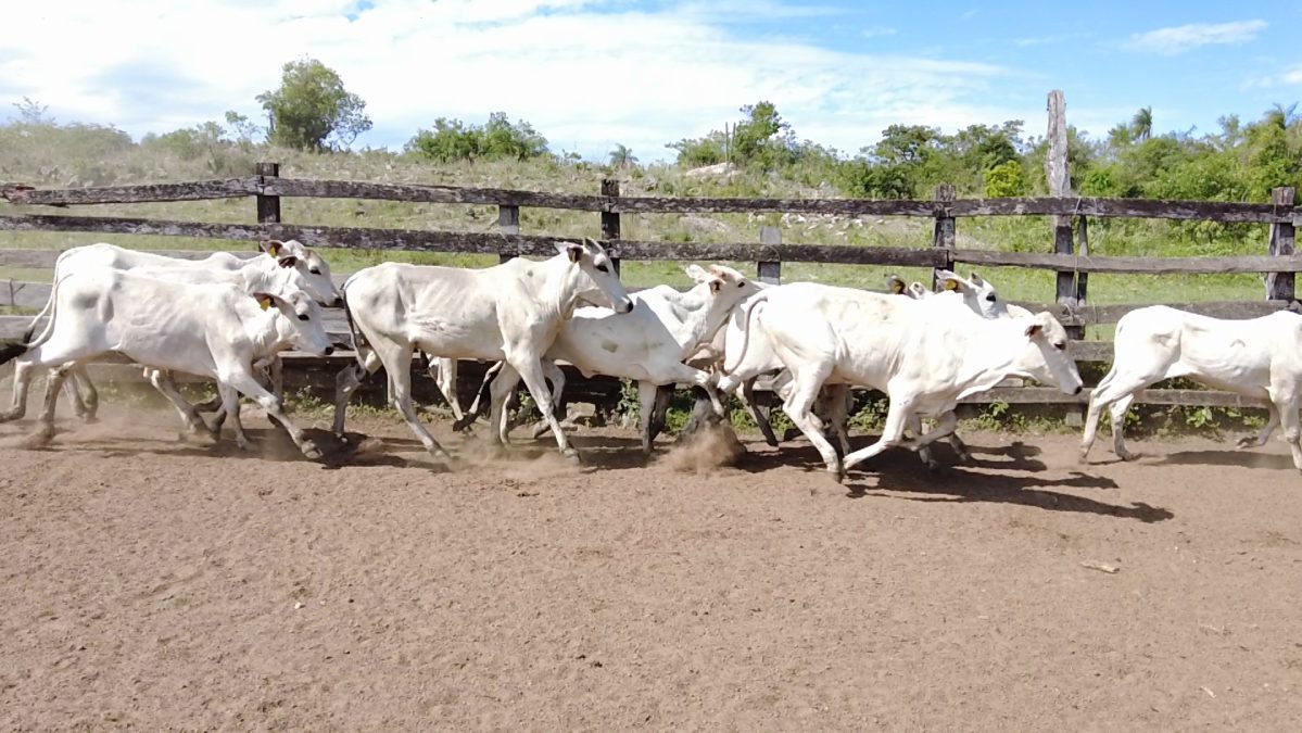 Feria Especial CEA ─ lote 02.3