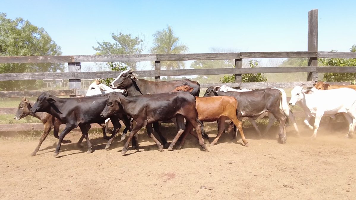 Feria de Invernada por Pantalla Televisada ─ lote 03.1