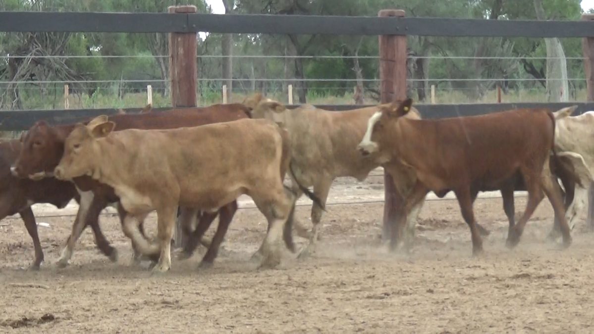 Feria Especial CEA ─ lote 03.1