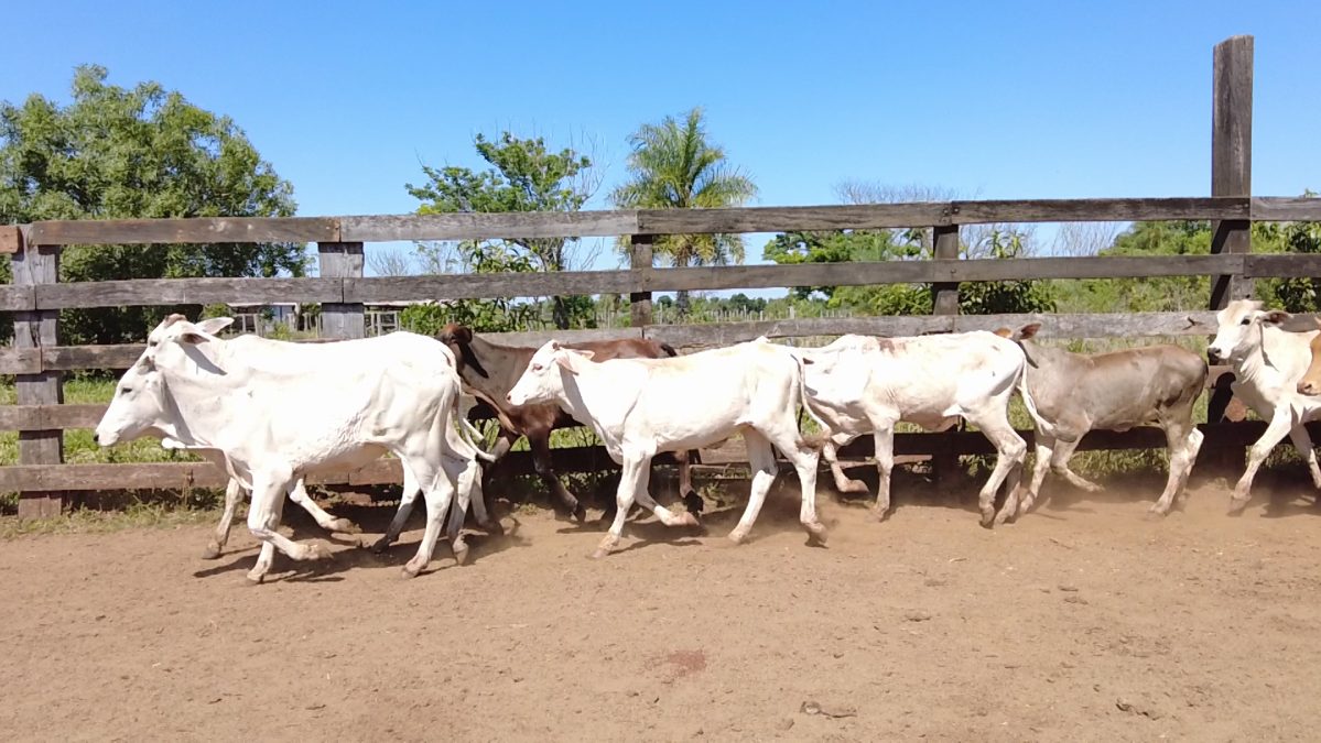 Feria de Invernada por Pantalla Televisada ─ lote 03.2