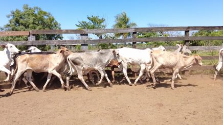 Lote 3 – N° insp. 6009