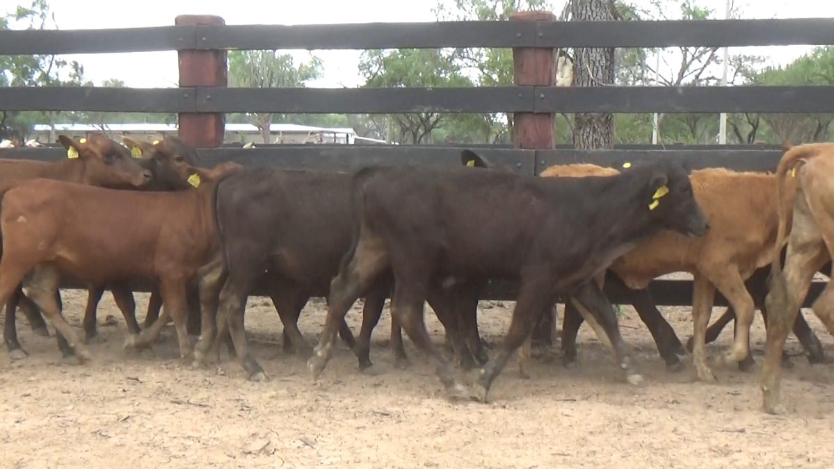 Feria Especial CEA ─ lote Lote 3 – N° insp. 5836