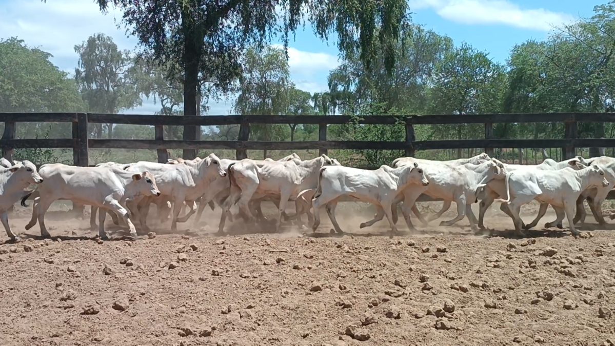 Feria Especial CEA ─ lote 04.1