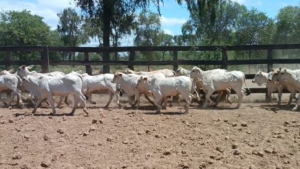 Lote 4 – N° insp. 5855