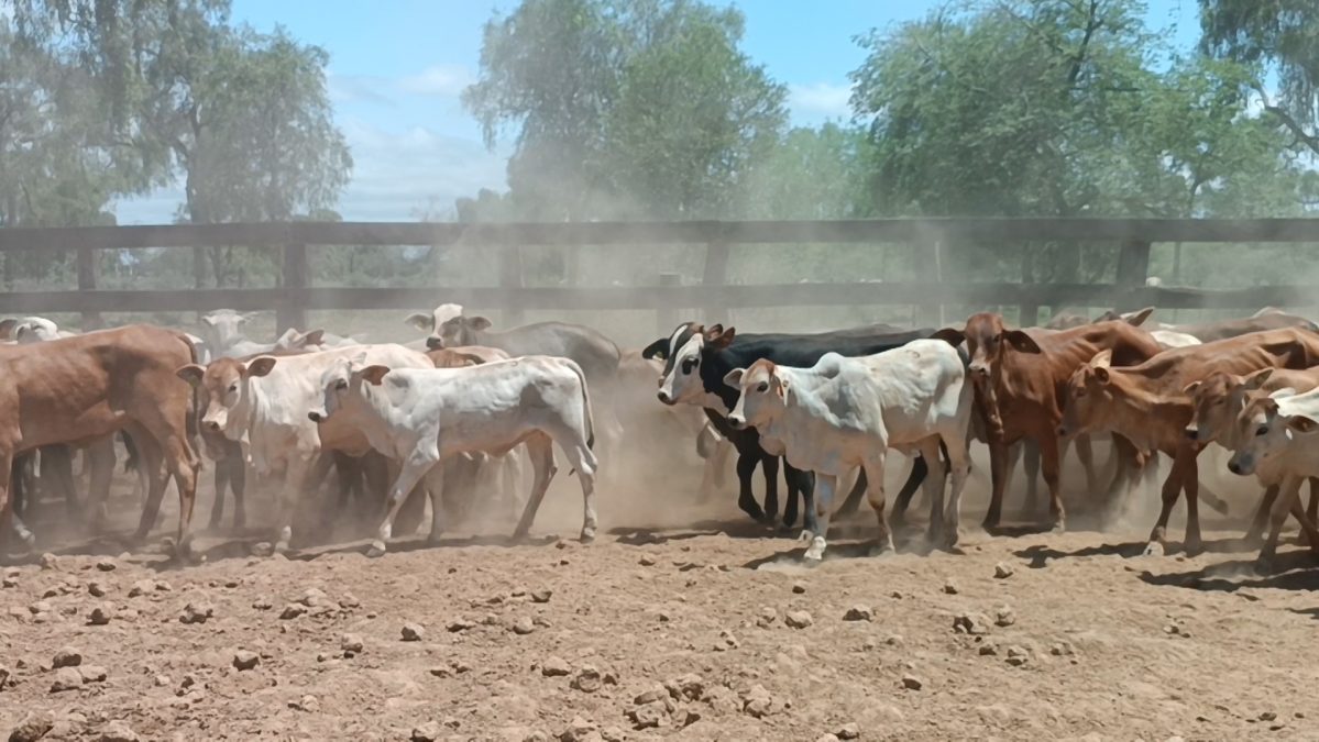 Feria Especial CEA ─ lote 04.3