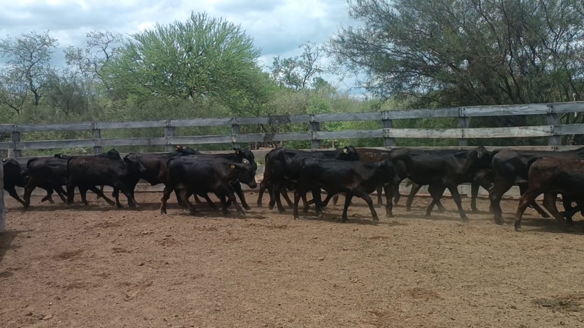 Feria Especial CEA ─ lote 05.1