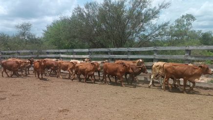 Lote 5 – N° insp. 5854