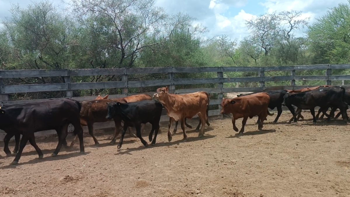 Feria Especial CEA ─ lote 05.3