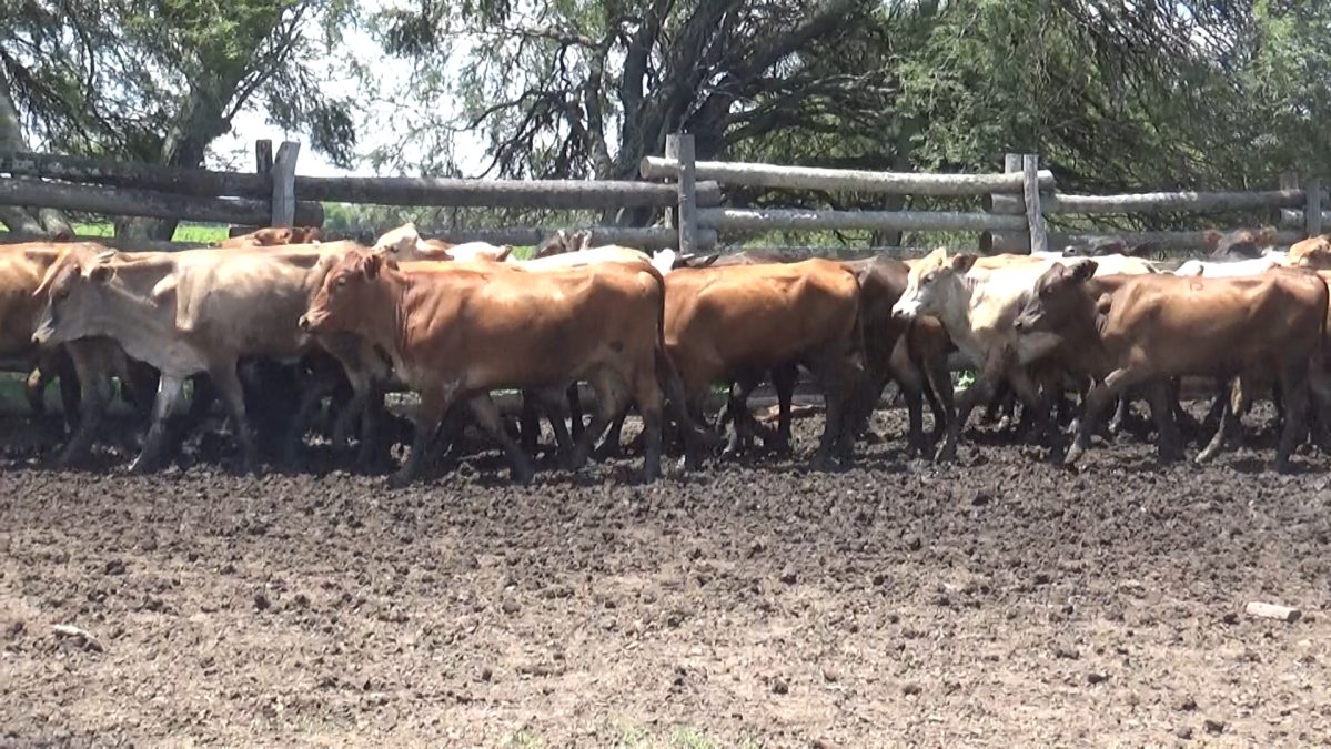 Feria Especial CEA ─ lote 06.1