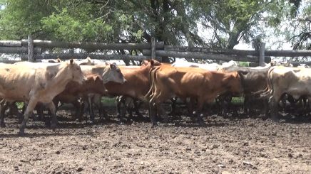 Lote 6 – N° insp. 5916