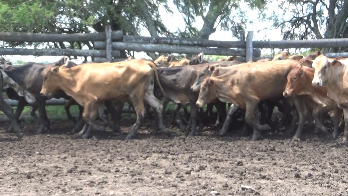 Feria Especial CEA ─ lote 06.3