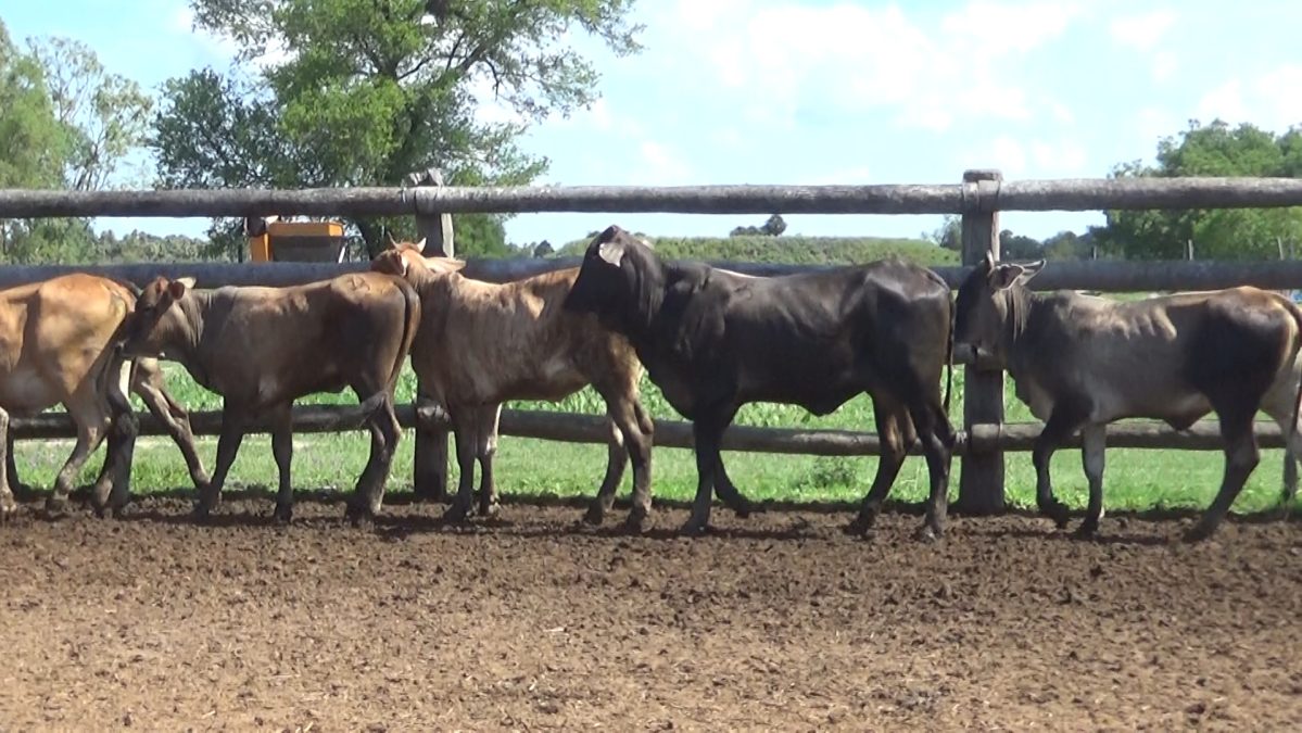 Feria Especial CEA ─ lote 07.1