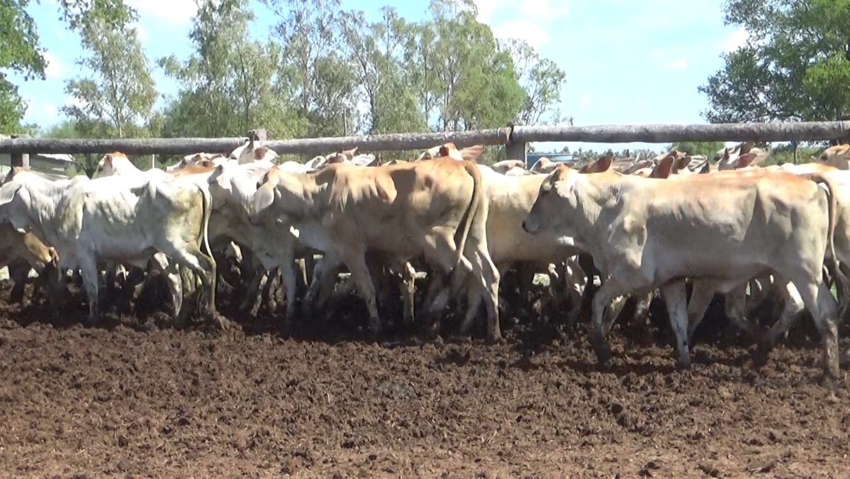 Feria Especial CEA ─ lote Lote 7 – N° insp. 5917