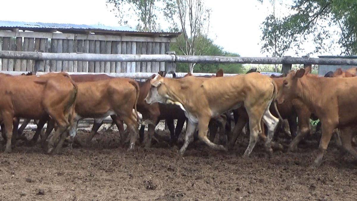 Feria Especial CEA ─ lote 08.1