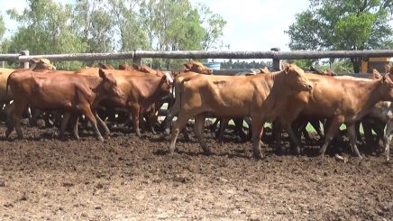 Lote 8 – N° insp. 5918