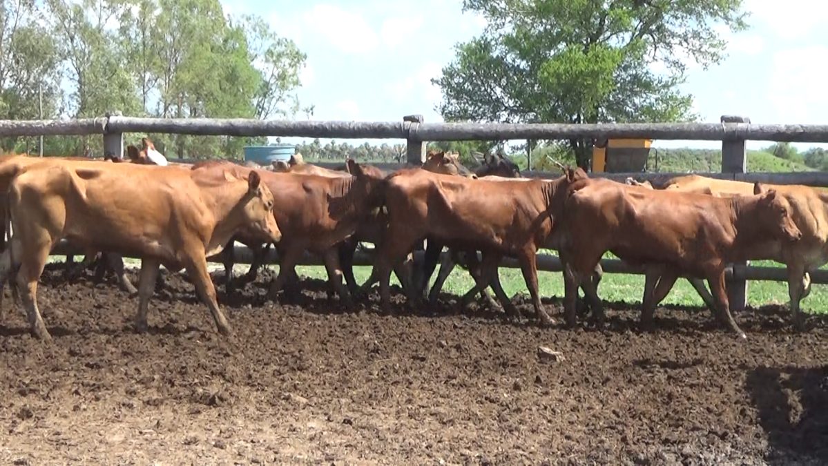 Feria Especial CEA ─ lote 08.3