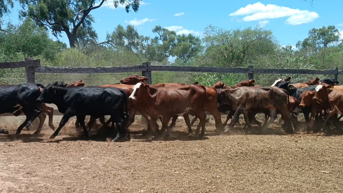 Feria Especial CEA ─ lote 09.1