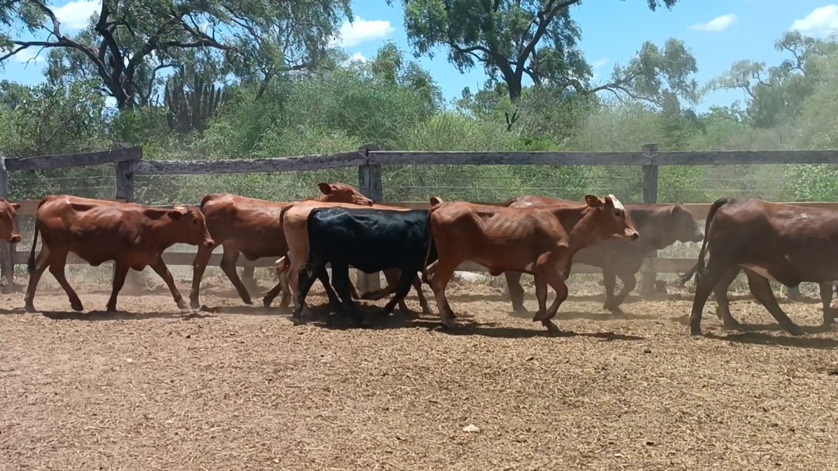 Feria Especial CEA ─ lote 09.2