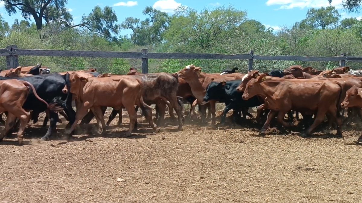 Feria Especial CEA ─ lote Lote 9 – N° insp. 5858