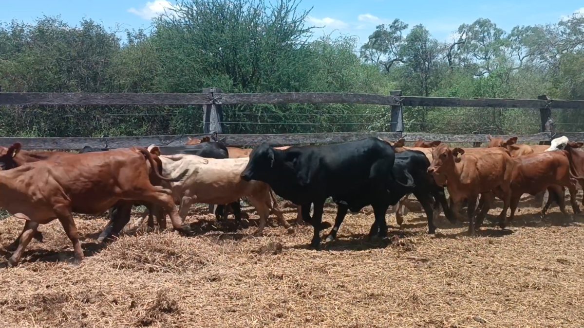 Feria Especial CEA ─ lote 10.1