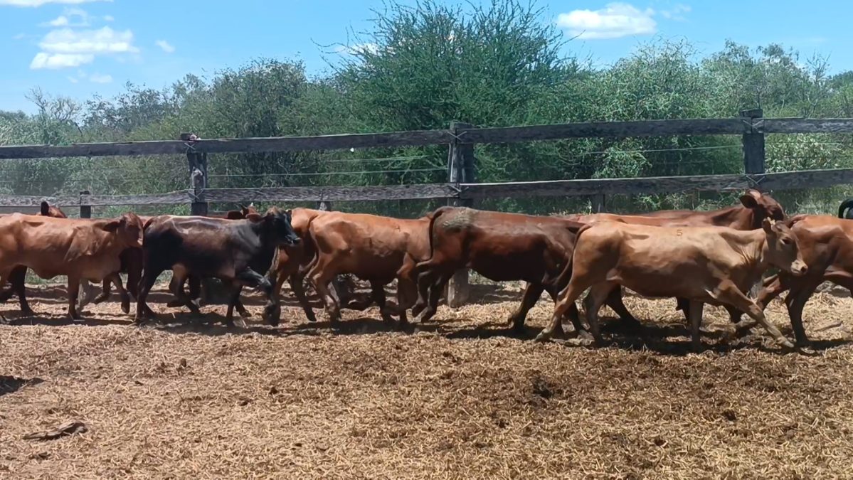 Feria Especial CEA ─ lote Lote 10 – N° insp. 5857