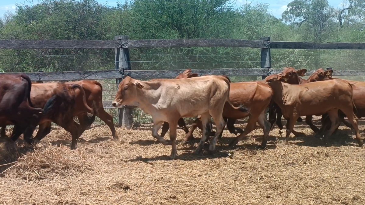 Feria Especial CEA ─ lote 10.3