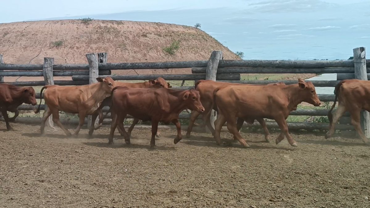 Feria Especial CEA ─ lote 11.1