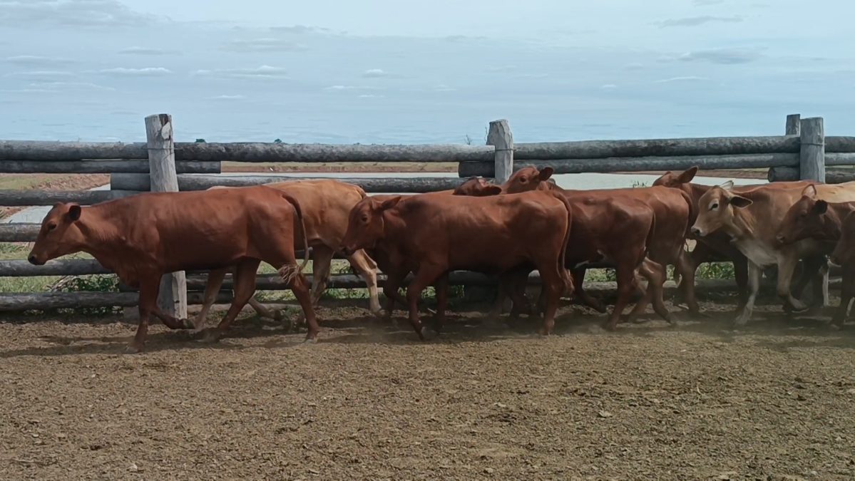 Feria Especial CEA ─ lote Lote 11 – N° insp. 5859