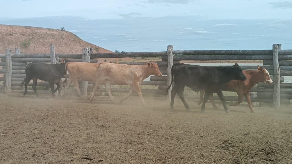 Feria Especial CEA ─ lote 11.3