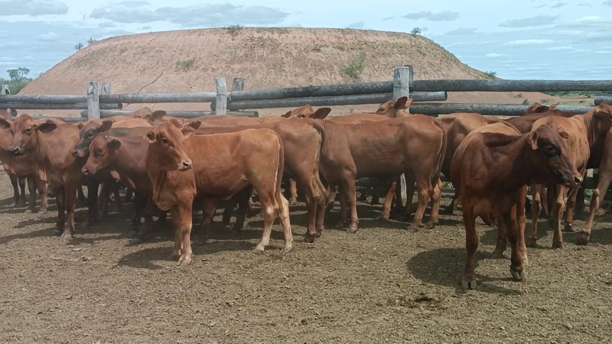 Feria Especial CEA ─ lote Lote 12 – N° insp. 5860