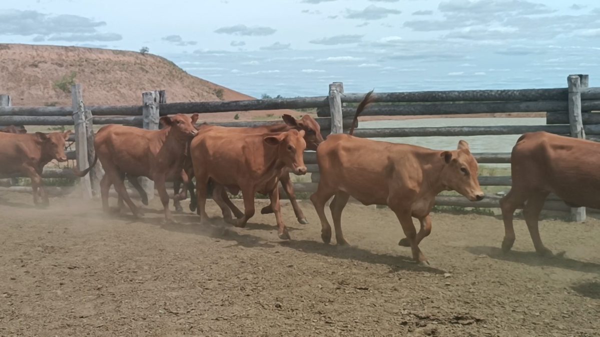 Feria Especial CEA ─ lote 12.2