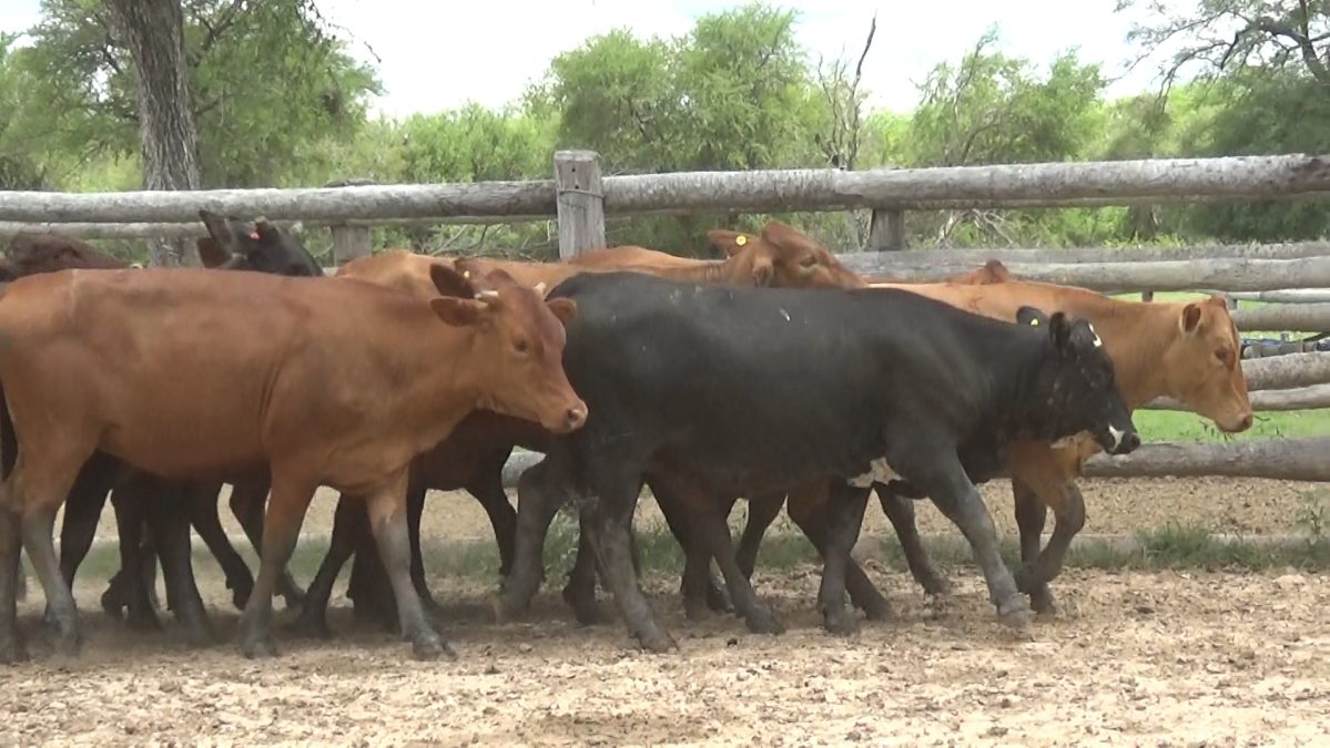 Feria Especial CEA ─ lote Lote 13 – N° insp. 5837