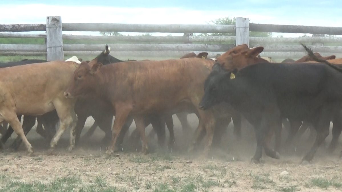 Feria Especial CEA ─ lote 13.3